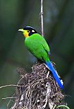 Long-tailed Broadbillborder=